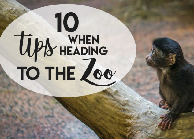 10 Tips When Heading to the Zoo
